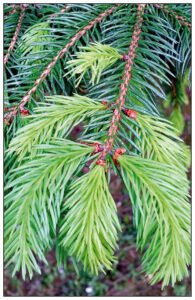 Abies de Lourdes (Abies lasiocarpa arizonica)